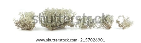 Reindeer lichen isolated on white background. Cladonia rangiferina, forest plant, common names include reindeer moss, deer moss. Royalty-Free Stock Photo #2157026901