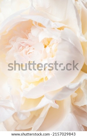 Close up view on Royal white peony flower.