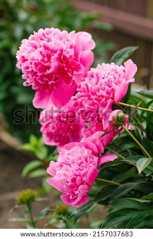 Beautiful pink herbaceous peony flowers in the summer garden