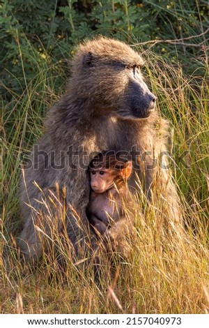 A vertical shot of baby baboon with its mother