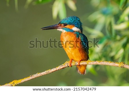 The common kingfisher (Alcedo atthis), also known as the Eurasian kingfisher and river kingfisher, is a small kingfisher. Royalty-Free Stock Photo #2157042479