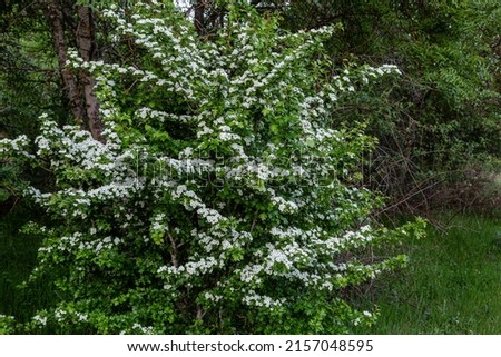 Crataegus monogyna. Hawthorn bush with white flowers in the forest. Royalty-Free Stock Photo #2157048595
