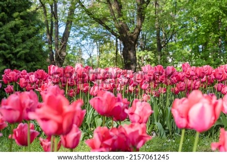 Pink tulips, flowerbed with tulips. Close-up. Long banner format