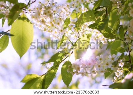 photo branches and cherry blossoms for wallpaper and designers
