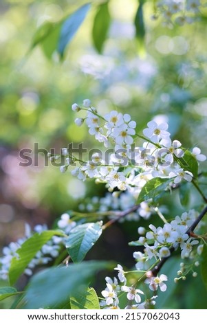 photo branches and cherry blossoms for wallpaper and designers