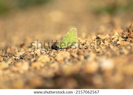 Greenish Black-Tip (Euchloe charlonia) basking in morning sun Royalty-Free Stock Photo #2157062567