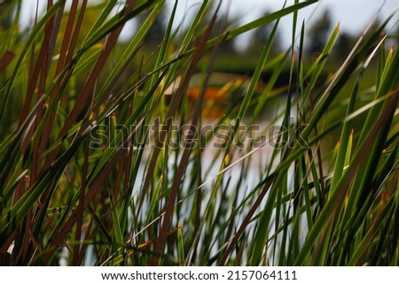 rice plantation in the ebro river delta