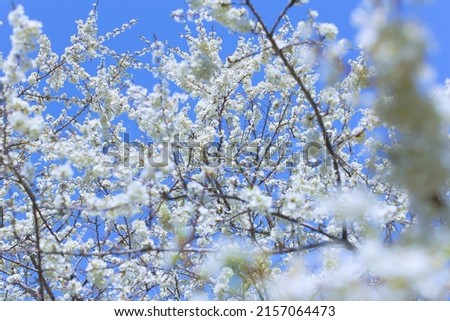 plum blossoms on a clear sunny day photo for postcards and for design