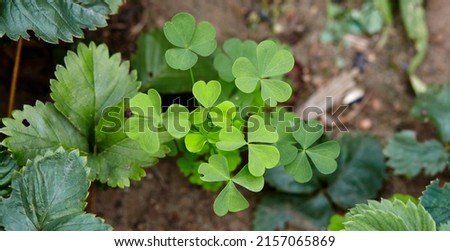 Closeup of Leaf clovers. Plants for good luck at garden for St. Patricks Day. Top view. Selective focus