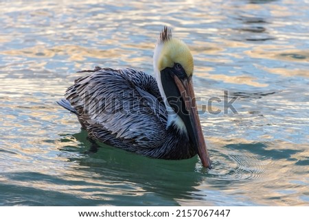 A closeup of a brown pelican (Pelecanus occidentalis) floating on a body of water Royalty-Free Stock Photo #2157067447