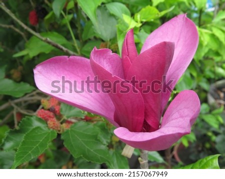 A closeup of a pink Magnolia liliiflora flower blooming under the bright sunlight
