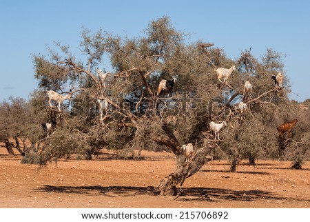 Funny goats on an old tree in the desert of Morocco