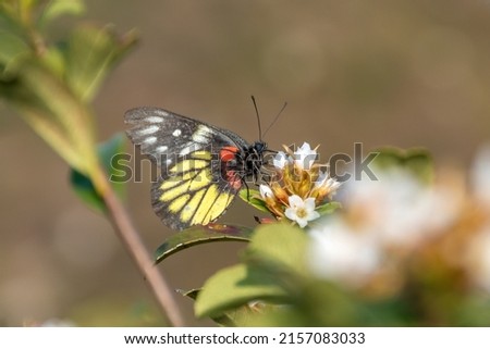 The butterfly and the white flower