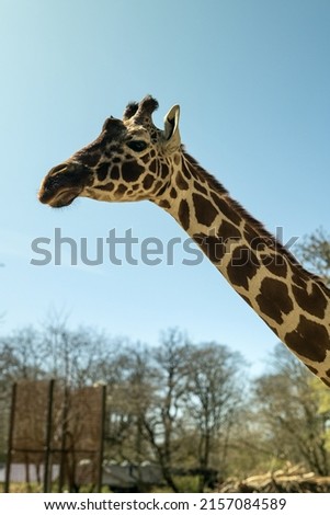 A giraffe in Africa during daytime