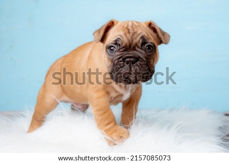 a French bulldog puppy on a blue background