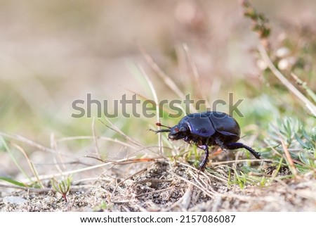 Close up of a dung beetle walking over sand and grass. The picture is taken from the side.