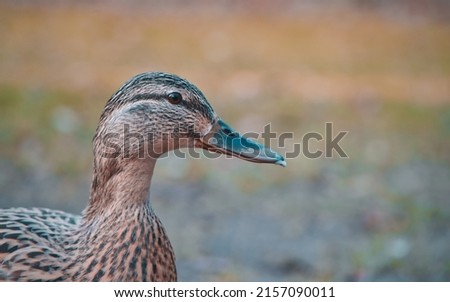 A closeup shot of a wild duck on the blurry background