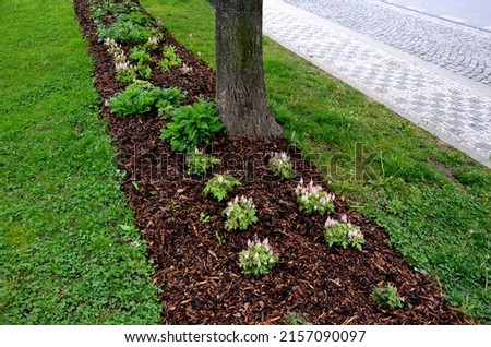 mulching undergrowth beds is necessary in terms of water evaporation. bark pulp protects against drying out and facilitates weed control Royalty-Free Stock Photo #2157090097