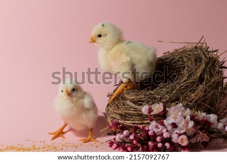 A closeup of two chicks with a nest isolated on a pink background - Easter concept