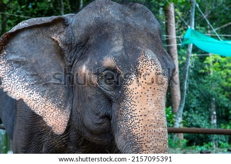 A closeup of an indian elephant's head on a background of green trees