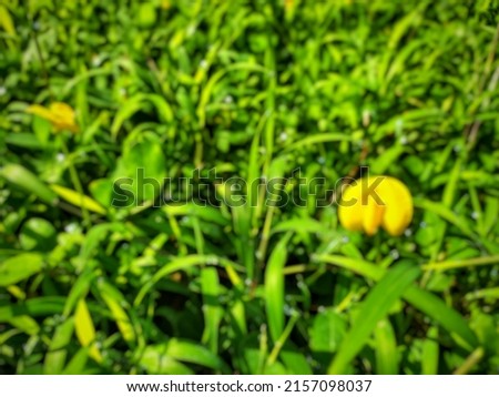 Defocus background picture of green weed plant with yellow flowers