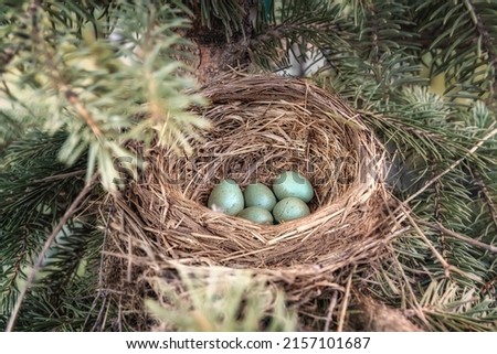 Thrush bird's nest with blue eggs among spruce branches close-up. Wandering thrushes build their nests for breeding in the spring. Grey-blue speckled egg. Birdwatching in the wild. Russia, Ural
