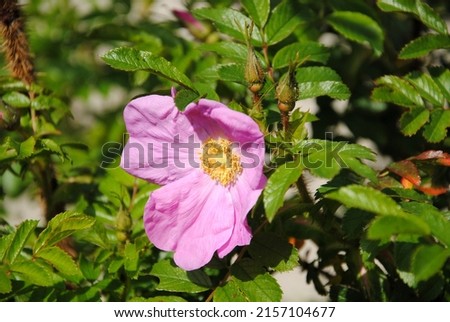 Close up of a pink rose of sweet briar or sweetbriar rose or  sweet brier or eglantine (Rosa rubiginosa) Royalty-Free Stock Photo #2157104677