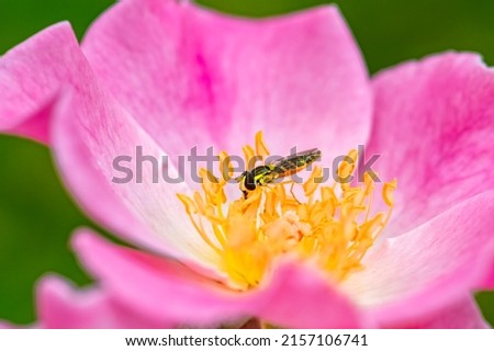Hoverfly, beautiful insect eating nectar in a pink rose
