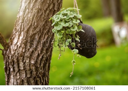 ornamental plants in a clay mug-flower pot hanging on a tree, blurred background with copy space