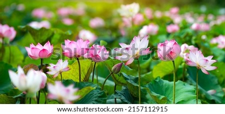 Panoramic of blooming Lotus flower on Green blurred background.Colorful water lily or lotus flower Attraction in the pond . Royalty-Free Stock Photo #2157112915