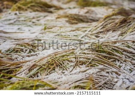 Long grass covered with the first autumn snow