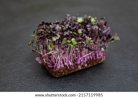 Fresh microgreens. Close-up of microgreens of purple radish. Germination of seeds at home.