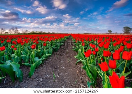 Sunset over the blooming tulip field in Poland