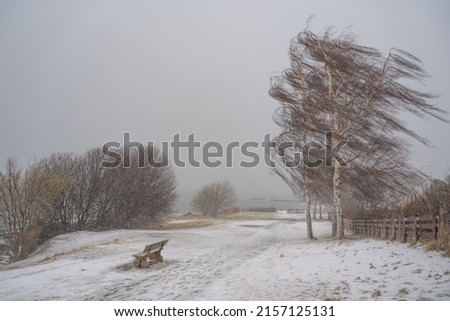 The stormy scenery in a winter forest with trees blowing in the wind