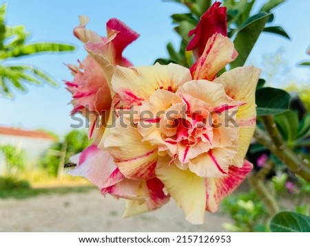 Beautiful pink impala lily or Impala Lily (Desert Rose,  Sabi Star, Adenium Multiflorum desert rose)(Adenium multiflorum) flowers are blooming and bright in the tropical garden on a sunny day.