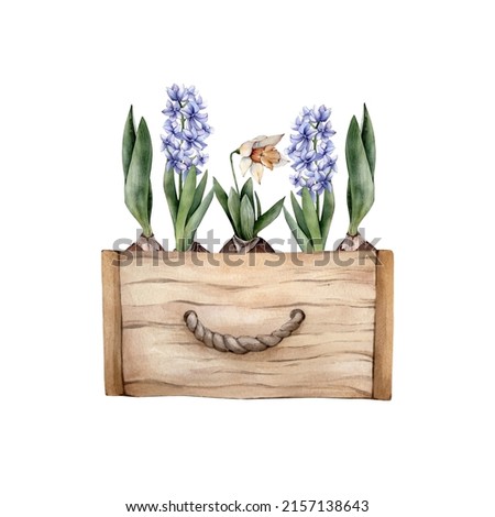 Hand Drawn Watercolor Spring Flowers in a wooden box. Watercolour Yellow Daffodils, Blue Hiacinth and Tulip Bulb Floral Cliparts isolated on white background. Home gardening illustration. 