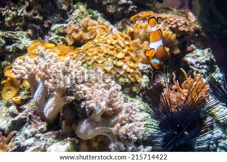 Colorful corals with clown fish