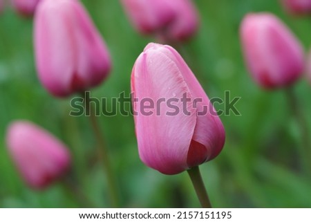 Beautiful spring pink tulips in the city public park. Concepts of the beauty of nature. Suitable for posters, greetings cards, banners, postcards, templates. Flowers theme