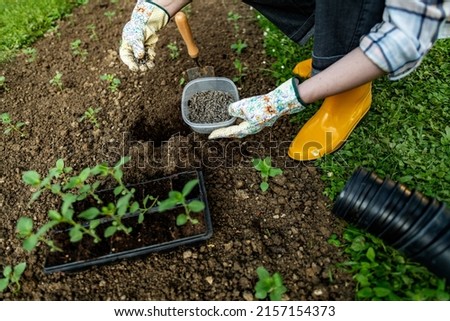 Eco friendly gardening. Woman preparing soil for planting, fertilizing with compressed chicken manure pellets. Organic soil fertiliser. Royalty-Free Stock Photo #2157154373