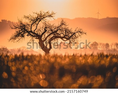 A silhouette of tree in background of forest behind bokeh effect during sunset