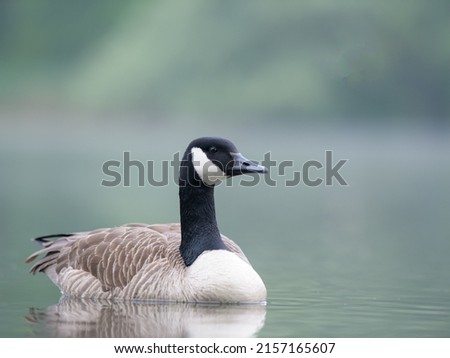 A beautiful Canadian goose in a lake on a sunny day