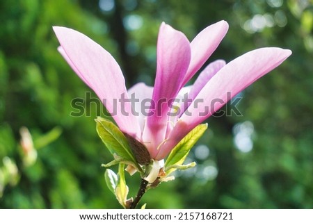 White and pink magnolia flower - close-up