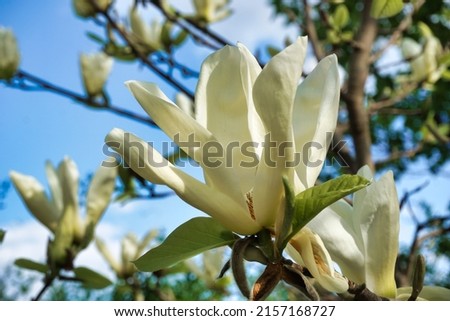 White magnolia flower, sky in background