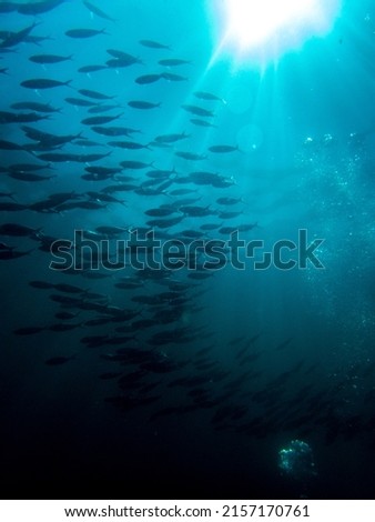 Gang of fish underwater picture
