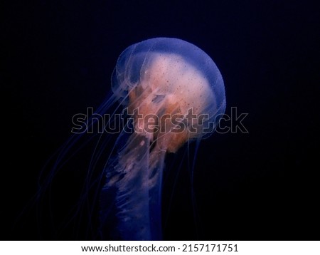 Jellyfish pictures underwater wide angle