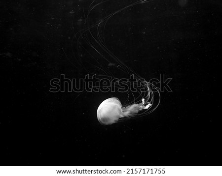 Jellyfish pictures underwater wide angle