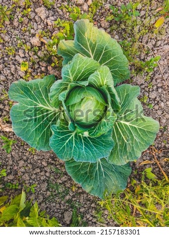 Fresh cabbage from farm field. View of green cabbages plants. Non-toxic cabbage. Non-toxic vegetables.Organic farming. Green Vagetable  Royalty-Free Stock Photo #2157183301
