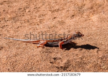 shovel-snouted lizard, Meroles anchietae, orange lizard in the sand in Namibia Royalty-Free Stock Photo #2157183679