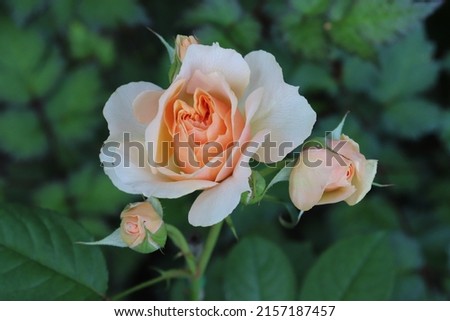 Tender yellow and apricot color English Rose English Garden flowers in a garden in July 2021. Idea for postcards, greetings, invitations, posters, wedding and Birthday decoration, background 