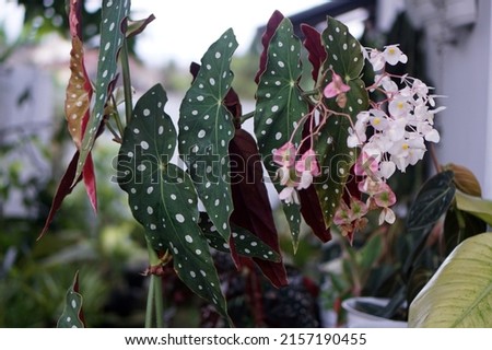 Polka dot begonias have unique silver spots on bright green leaves with red undersides.                      Royalty-Free Stock Photo #2157190455